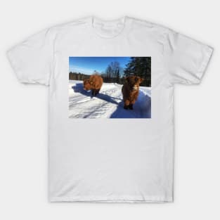 Scottish Highland Cattle Calves 1695 T-Shirt